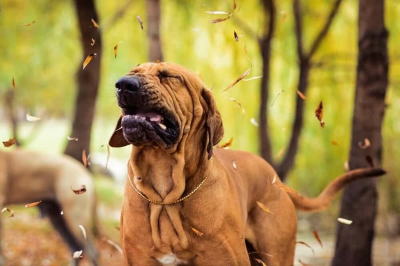 Skunk spray dog foaming mouth new arrivals